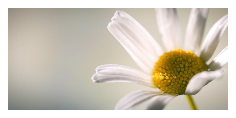A close-up photograph of a white daisy flower with a bright yellow center, set against a soft, out-of-focus light gray background.