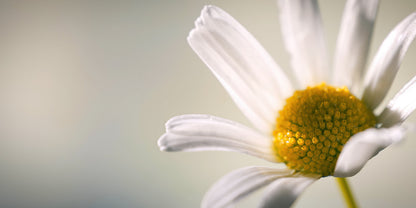 A close-up photograph of a white daisy flower with a bright yellow center, set against a soft, out-of-focus light gray-green background.