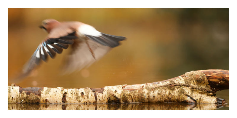 A bird in flight with wings spread over water, captured in motion against a soft, blurred golden-brown background.