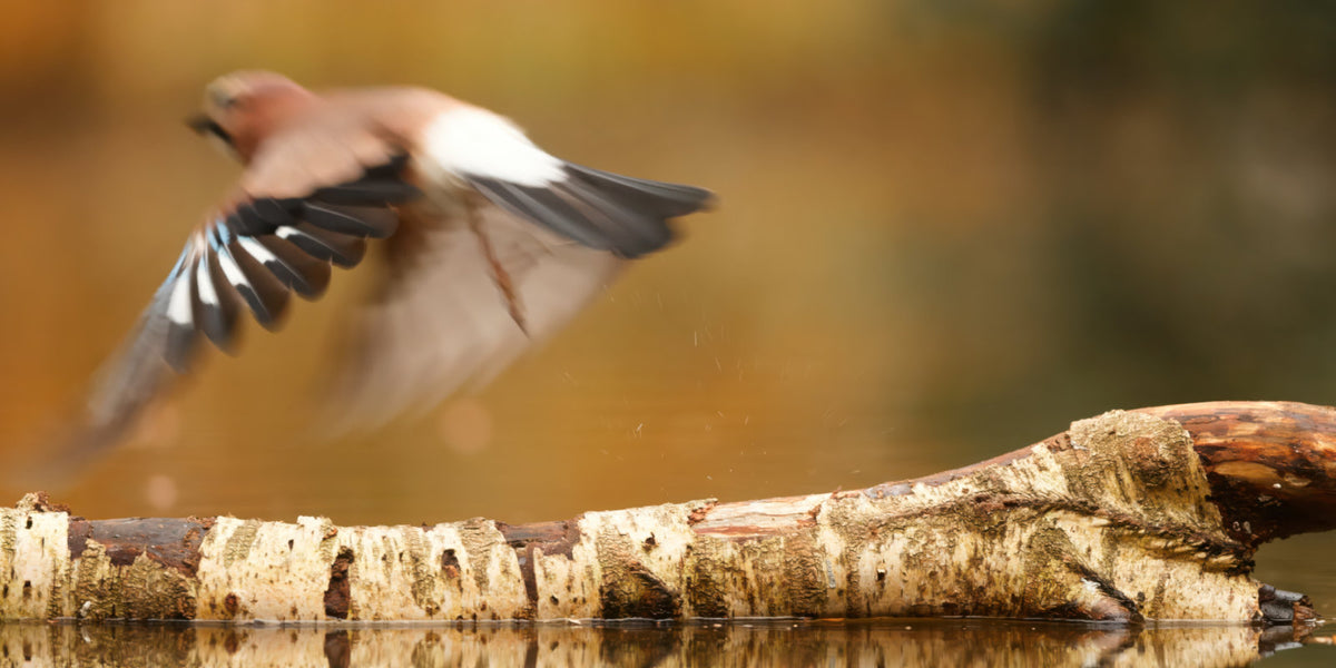 A bird in motion flying over a log near water, with a soft blurred natural background.
