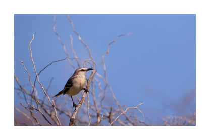 A small bird perched on a thin branch against a clear blue sky, with bare tree branches framing the scene.