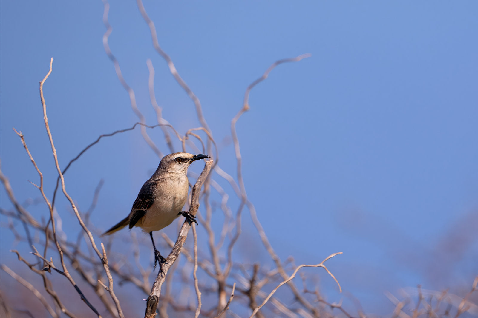 A small Mockingbird bird with a light gray and brown body perched on a thin bare branch against a clear blue sky.