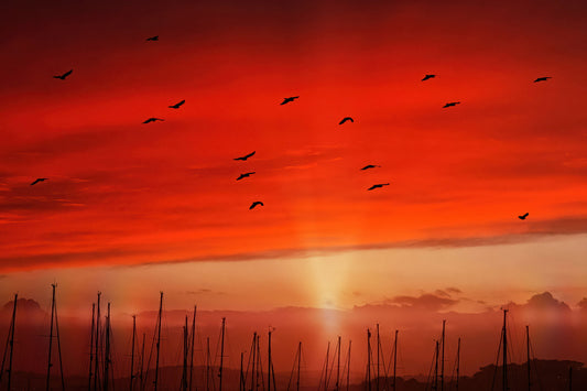 A dramatic sunset sky in vivid red and orange tones with a bright sun near the horizon and several birds silhouetted against the sky. Dark boat masts line the bottom of the frame.