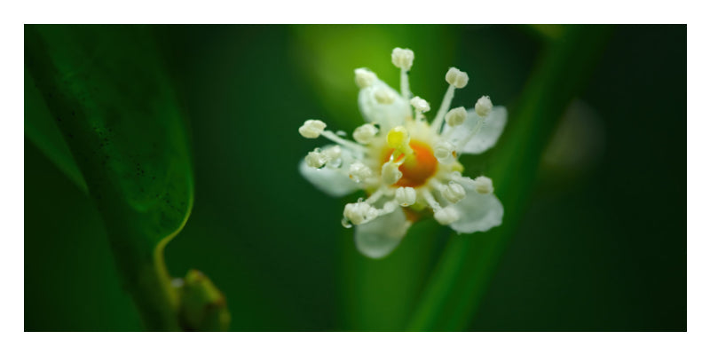 A close-up photograph of a small white flower with a bright yellow-orange center, set against a dark green leafy background.