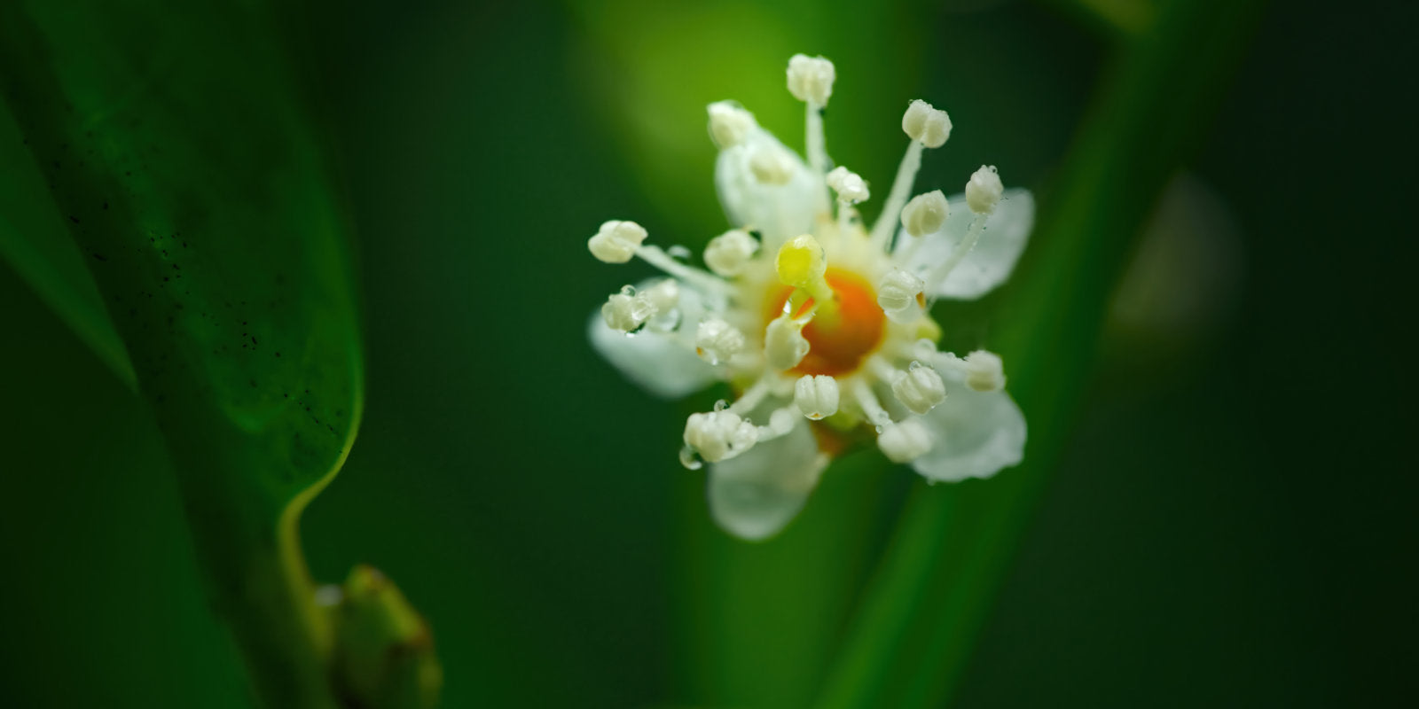 A Macro photo of a flower with green soft background.