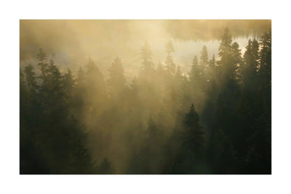 A scenic landscape photograph of a misty pine forest with golden sunlight filtering through the trees, presented as a square print with a white border.