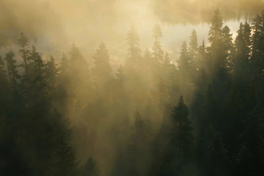 Misty pine forest with golden sunlight filtering through fog and tall dark evergreen trees.