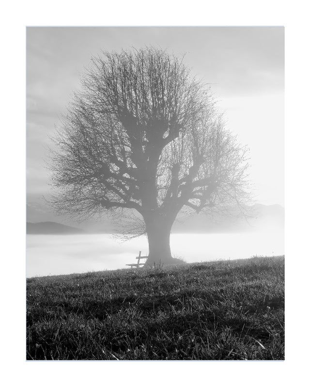 Black and white landscape photograph of a solitary leafless tree on a grassy hill, with mist in the background and a bench near the base.