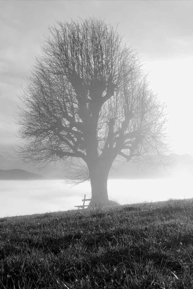Black and white landscape photograph of a solitary leafless tree on a grassy hill, with misty mountains and a bright sky in the background.