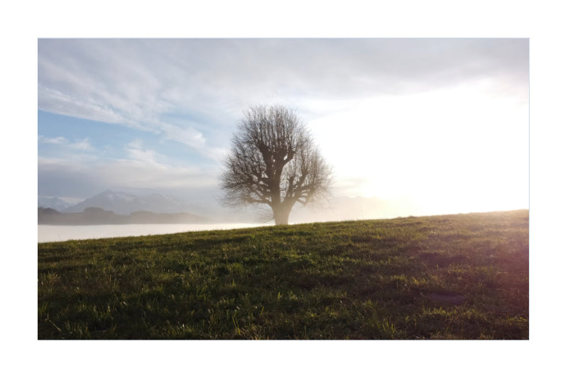 A scenic landscape photograph featuring a solitary leafless tree standing on a grassy hill under a bright, hazy sky with distant mountains.