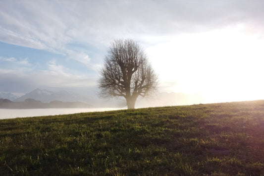A scenic landscape photograph featuring a solitary leafless tree on a grassy hill under a bright, hazy sky with distant mountains.