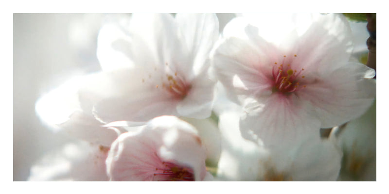 A close-up photograph of soft white and pale pink blossoms with bright backlighting, filling a horizontal rectangular frame.
