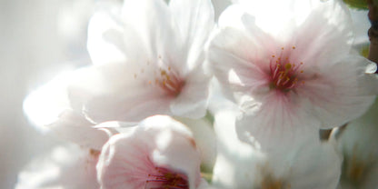Soft-focus close-up of pale pink and white blossoms with delicate yellow centers, lit by bright backlighting.