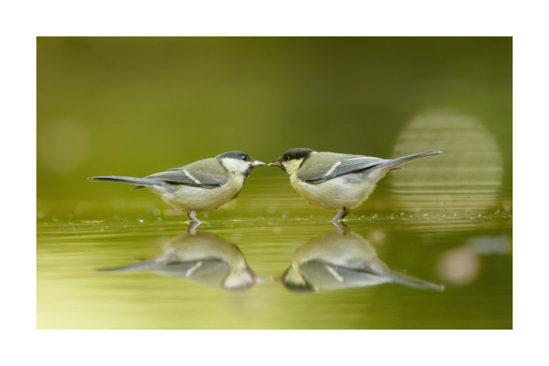 A nature photograph of two small birds facing each other on a reflective body of water, with a soft green blurred background. The birds have gray wings, light underbellies, and dark heads.