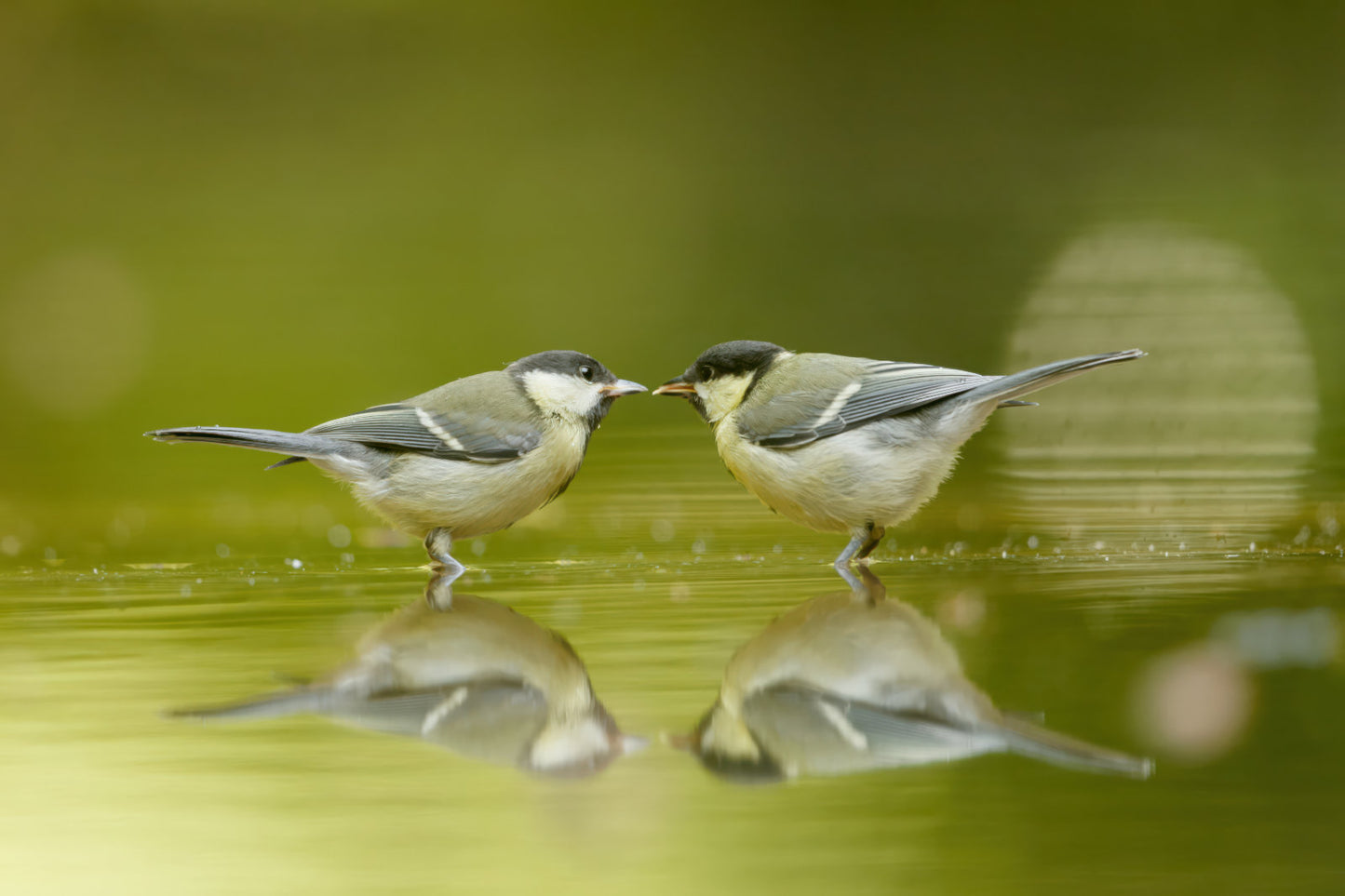 Two small birds standing on shallow water with their reflections visible, set against a soft blurred green background.