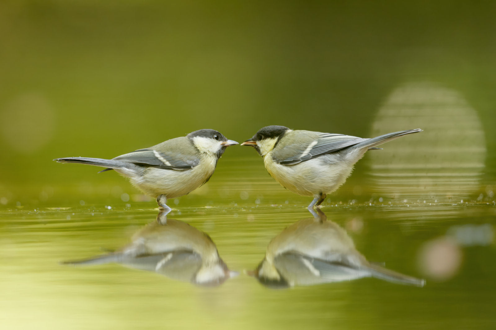 Two small birds standing on shallow water with their reflections visible, set against a soft blurred green background.