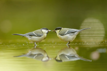 Two small birds standing on shallow water with their reflections visible, set against a soft blurred green background.