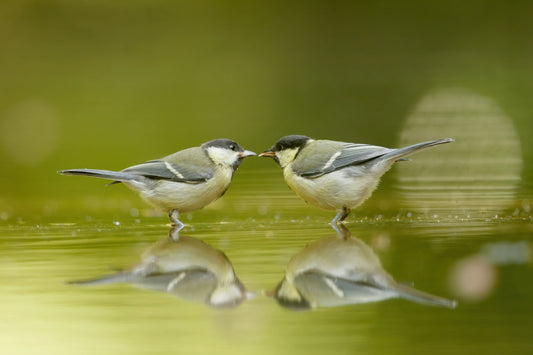 Two small birds standing on shallow water with their reflections visible, set against a soft blurred green background.