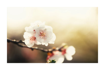 White cherry blossoms with pink centers blooming on a dark branch against a warm, softly blurred golden background.