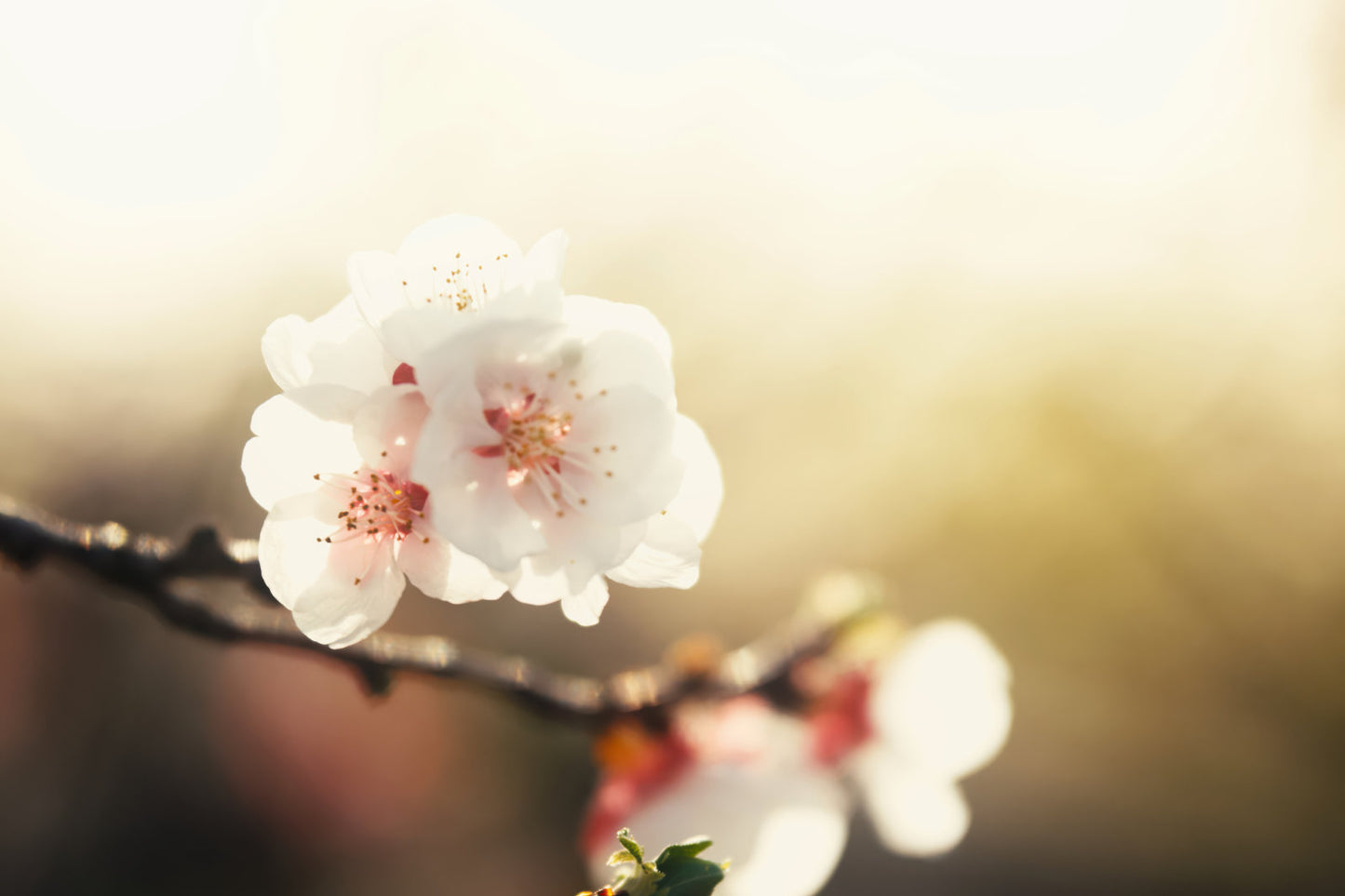 A close-up photograph of delicate white cherry blossoms with soft pink centers on a dark branch, set against a warm, softly blurred golden background.