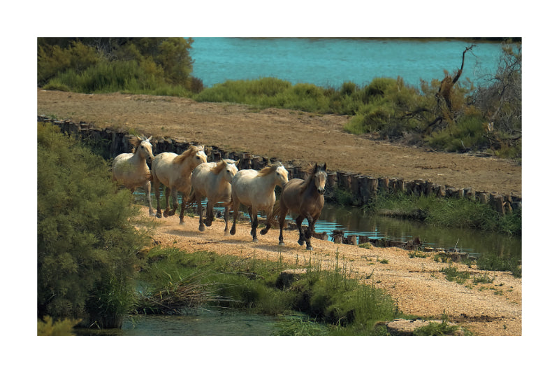 A scenic landscape print showing a herd of sheep and a horse walking along a dirt path beside a body of water, with green vegetation and a blue-tinted water background.