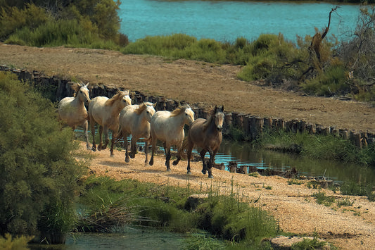 A herd of six horses walking along a sandy path beside a body of water in a natural outdoor setting with green vegetation.