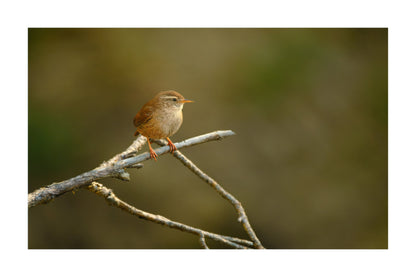 A small brown bird perched on a thin branch against a soft blurred green and brown natural background.