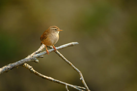 A small brown bird perched on a thin branch against a soft blurred green and brown natural background.