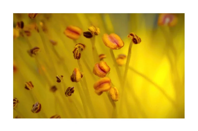 Macro photograph of a yellow flower with small orange and brown stamens, framed with a white border.