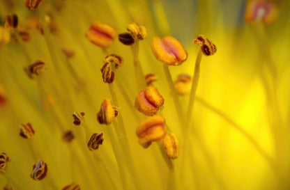 Macro photograph of a yellow flower showing detailed stamens with orange-brown pollen, set against a soft, glowing yellow background.