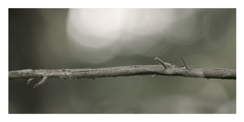 A close-up photograph of a thin, textured tree branch with small twigs extending from it, set against a soft, blurred gray and white bokeh background.