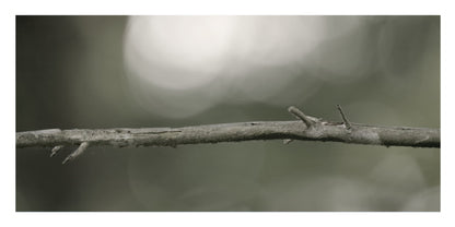 A close-up photograph of a thin, textured tree branch with small twigs extending from it, set against a soft, blurred gray and white bokeh background.
