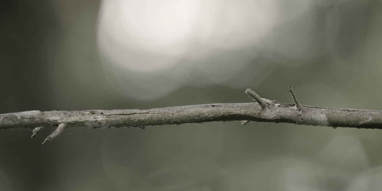 A close-up of a thin, textured brown branch running horizontally across a soft, blurred gray-green background.