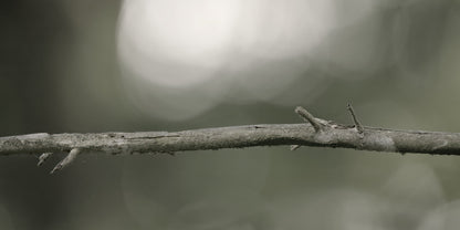 A close-up of a thin, textured brown branch running horizontally across a soft, blurred gray-green background.