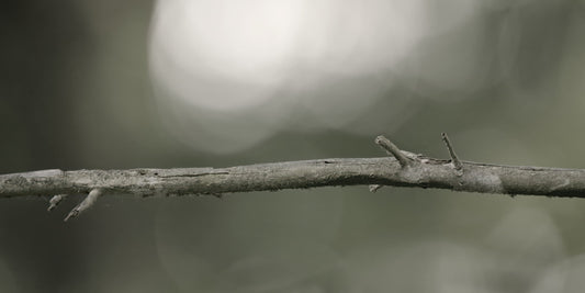 A close-up of a thin, textured brown branch running horizontally across a soft, blurred gray-green background.