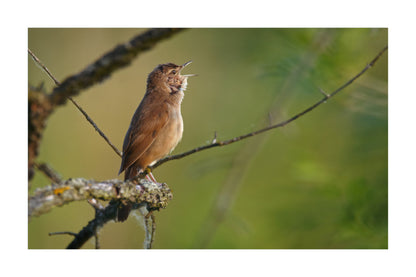 A brown wren perched on a branch in a natural outdoor setting with a soft green blurred background.