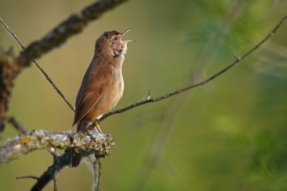 A brown Savi’s warbler bird perched on a branch in a natural outdoor setting with a soft green blurred background.