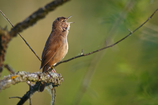 A brown Savi’s warbler bird perched on a branch in a natural outdoor setting with a soft green blurred background.