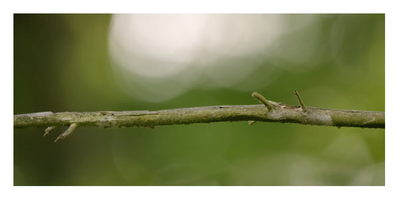 The Waiting Branch