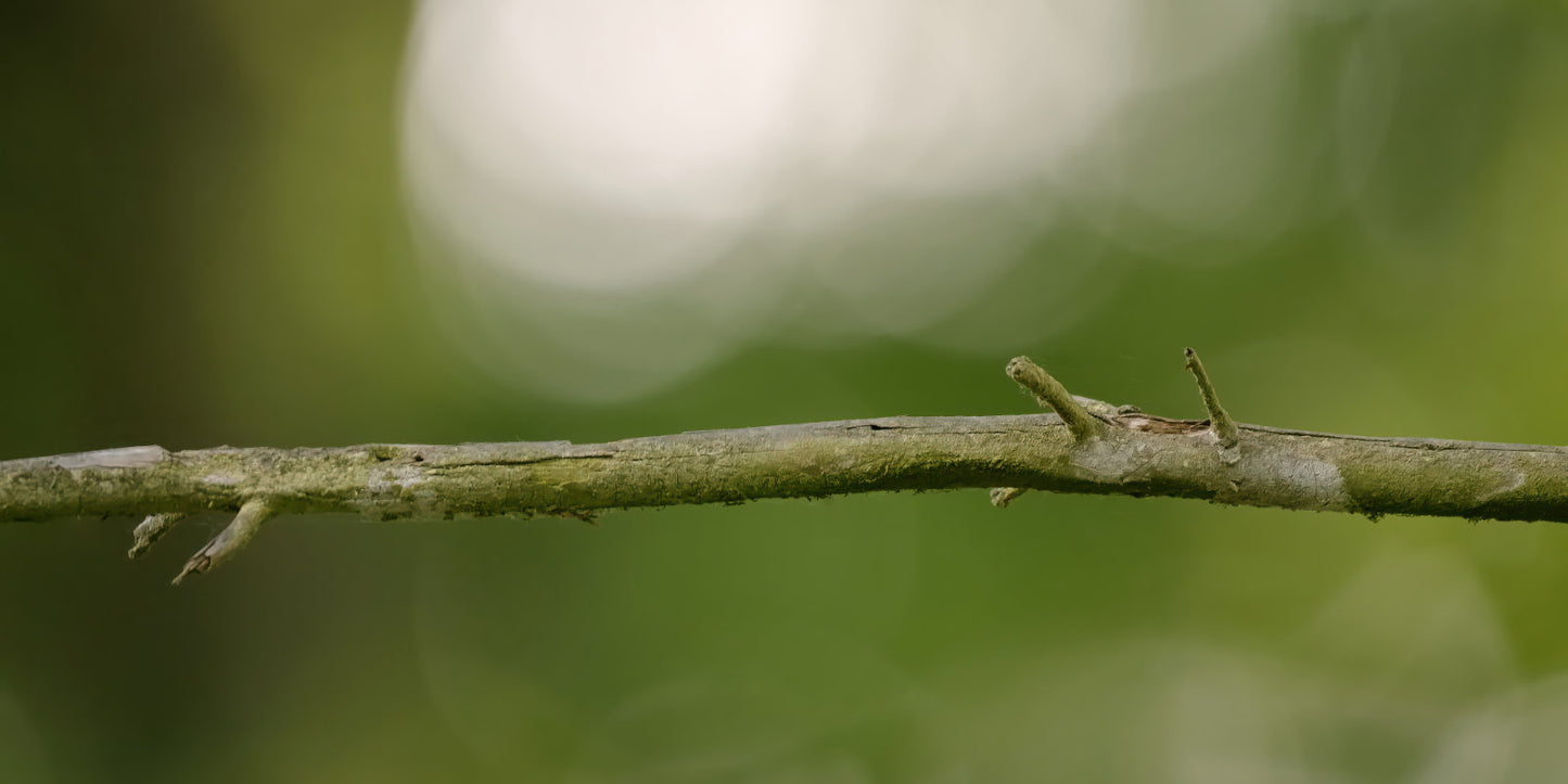 A close-up of a small brown branch segment against a soft blurred green natural background.