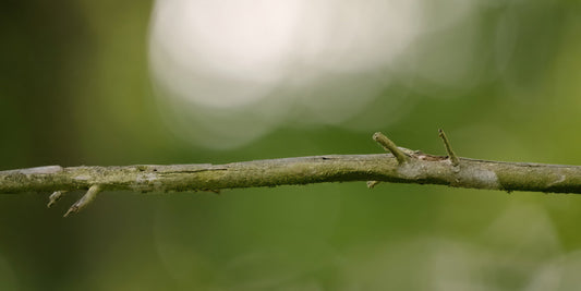 A close-up of a small brown branch segment against a soft blurred green natural background.