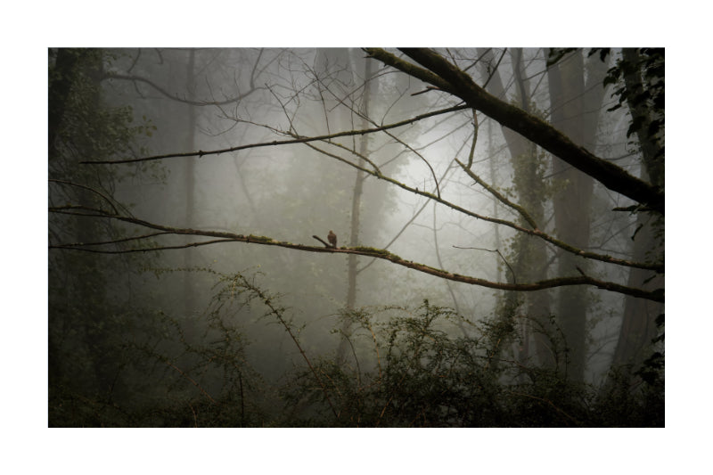 A moody forest scene with thick fog, bare tree trunks and branches, and a small red bird perched on a branch in the center.