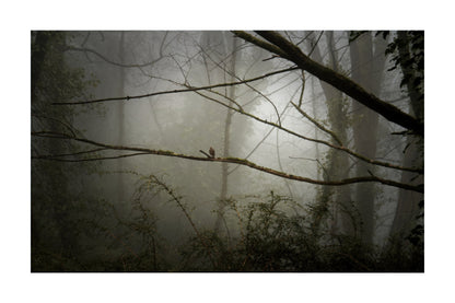 A moody forest scene with thick fog, bare tree trunks and branches, and a small red bird perched on a branch in the center.