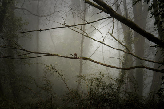 A misty forest scene with bare tree trunks and branches in the foreground, soft fog filling the background, and a small brown bird perched on a branch near the center.