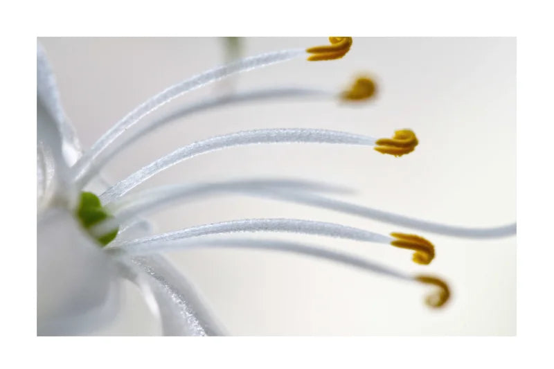 Macro photograph of white flower stamens with yellow tips against a soft white background.