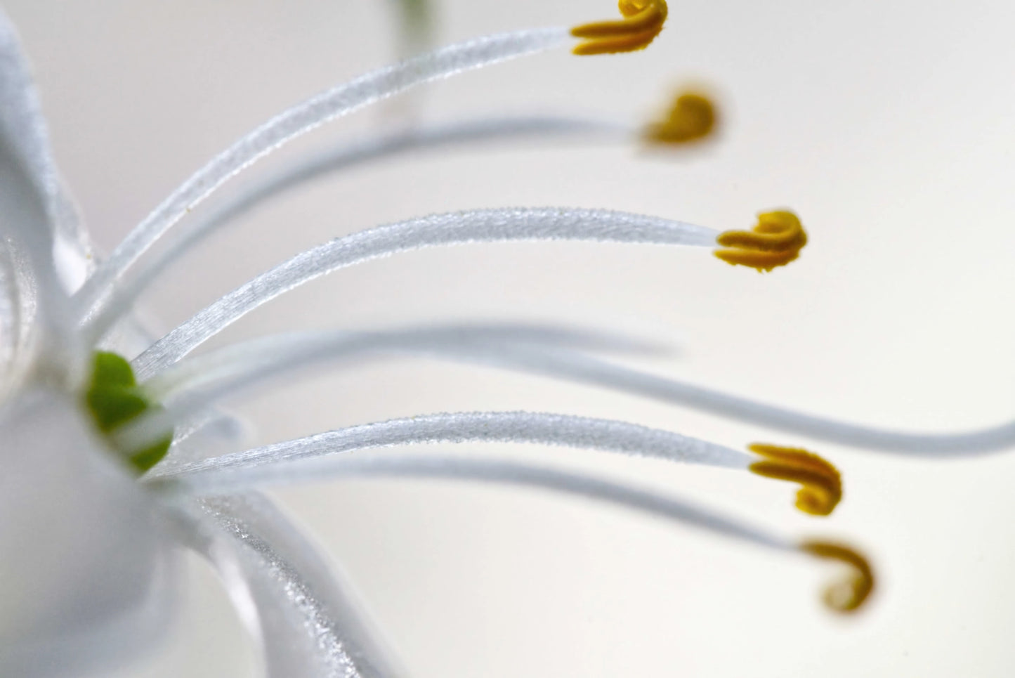 Macro close-up of a white flower with long white petals and prominent yellow stamens against a soft white background.