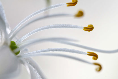 Macro close-up of a white flower with long white petals and prominent yellow stamens against a soft white background.