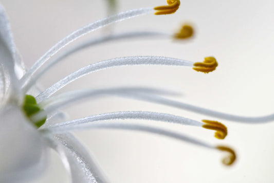 Macro close-up of a white flower with long white petals and prominent yellow stamens against a soft white background.