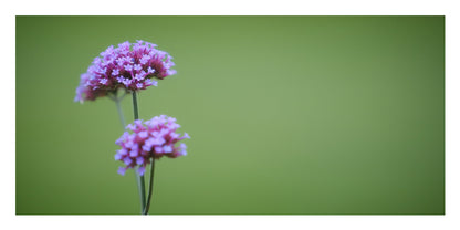 Two small clusters of pink-purple flowers on thin stems against a soft green background.