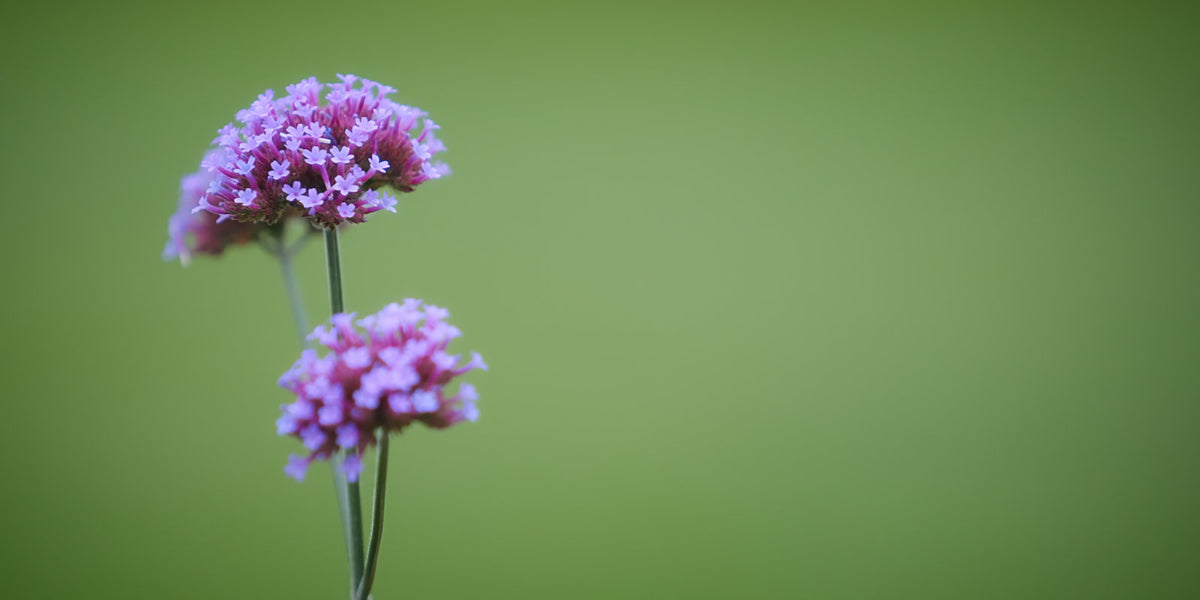 Two small clusters of light purple flowers on thin green stems against a soft, blurred green background.
